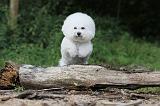 BICHON FRISE 161